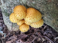Pholiota adiposa