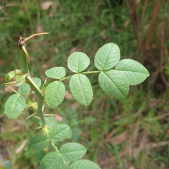 Rosa rubiginosa