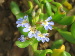 Scaevola calendulacea