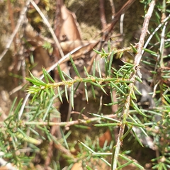 Acacia aculeatissima