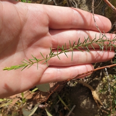 Acacia aculeatissima
