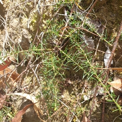 Acacia aculeatissima