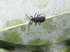 Trichalus ater