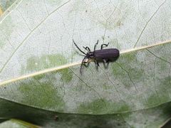 Trichalus ater