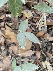 Tetrastigma formosanum