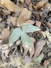 Tetrastigma formosanum