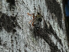 Henicopsaltria rufivelum