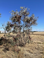 Eucalyptus youngiana