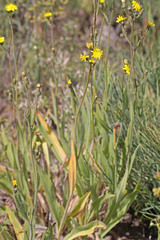 Hieracium scouleri