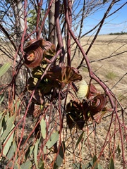Eucalyptus youngiana