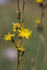 Hieracium scouleri