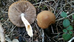 Psathyrella piluliformis