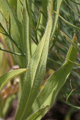 Hieracium scouleri