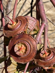 Eucalyptus youngiana