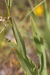 Hieracium scouleri
