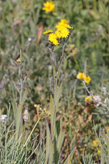 Hieracium scouleri