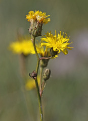 Hieracium scouleri