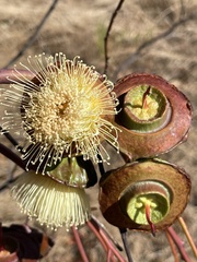 Eucalyptus youngiana