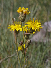 Hieracium scouleri