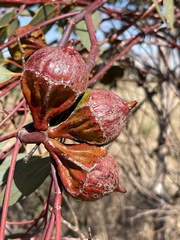 Eucalyptus youngiana