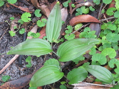 Tripladenia cunninghamii