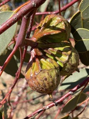 Eucalyptus youngiana