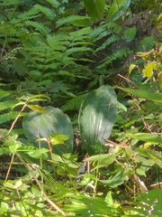 Acanthophippium striatum
