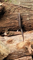 Oligosoma aeneum
