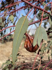 Eucalyptus youngiana