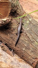 Oligosoma aeneum