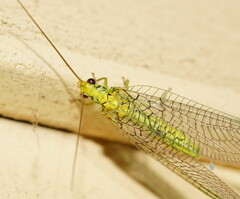 Italochrysa insignis