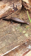 Oligosoma aeneum