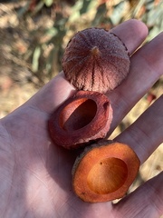 Eucalyptus youngiana