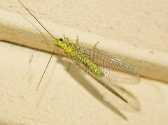 Italochrysa insignis