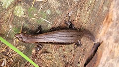 Oligosoma aeneum