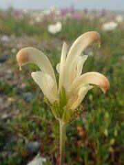 Pedicularis capitata