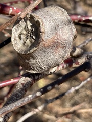 Eucalyptus youngiana