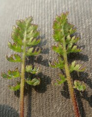 Pedicularis capitata