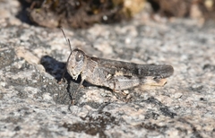 Chortoicetes terminifera