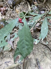 Ardisia cornudentata morrisonensis