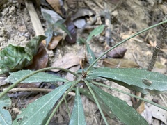 Ardisia cornudentata morrisonensis
