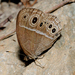 Painted Bushbrown - Photo (c) Liu JimFood, some rights reserved (CC BY-NC), uploaded by Liu JimFood