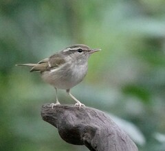 Phylloscopus tenellipes