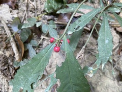 Ardisia cornudentata morrisonensis