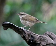 Phylloscopus tenellipes