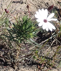 Dimorphotheca montana