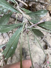 Ardisia cornudentata morrisonensis