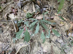 Ardisia cornudentata morrisonensis