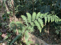 Microlepia speluncae