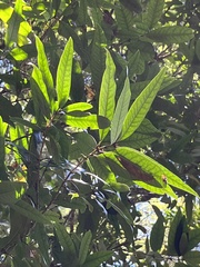 Nestegis cunninghamii